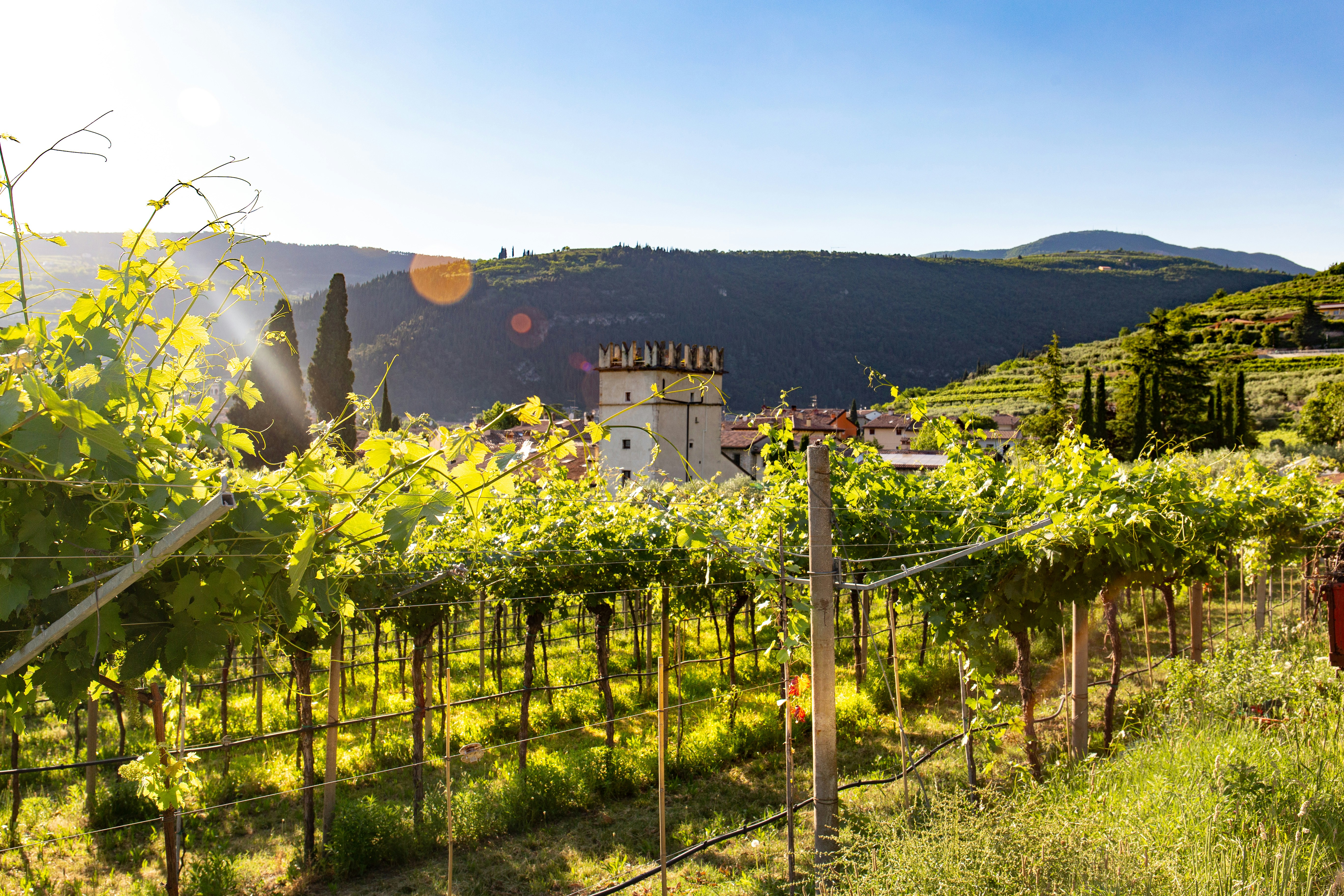 Vigneti della Valpolicella