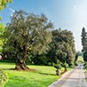 Magnificent centuries-old olive tree at the park entrance, symbol of hospitality and lush nature