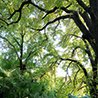 Evocative view between the branches of the ancient park trees, bathed in natural light