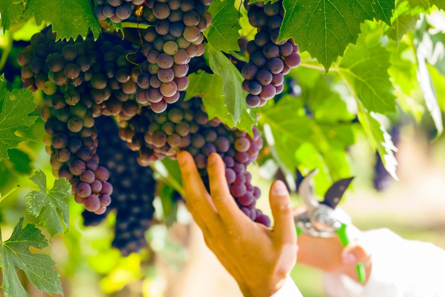 Harvest season - Valpolicella